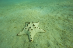 Birthday's pudding Sea Star
