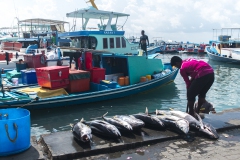 Male's fish market (II)